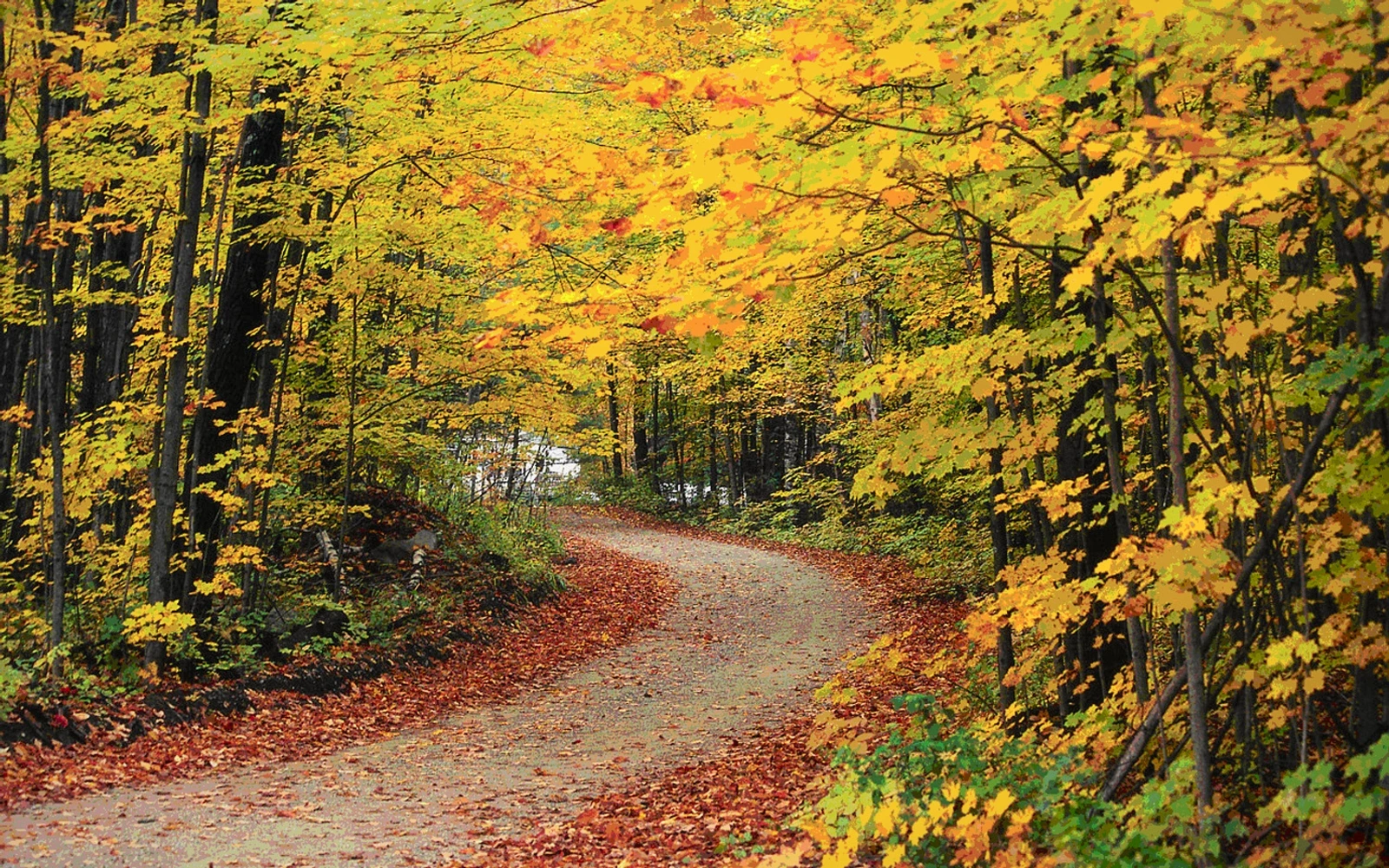 Wooded land in Adams County